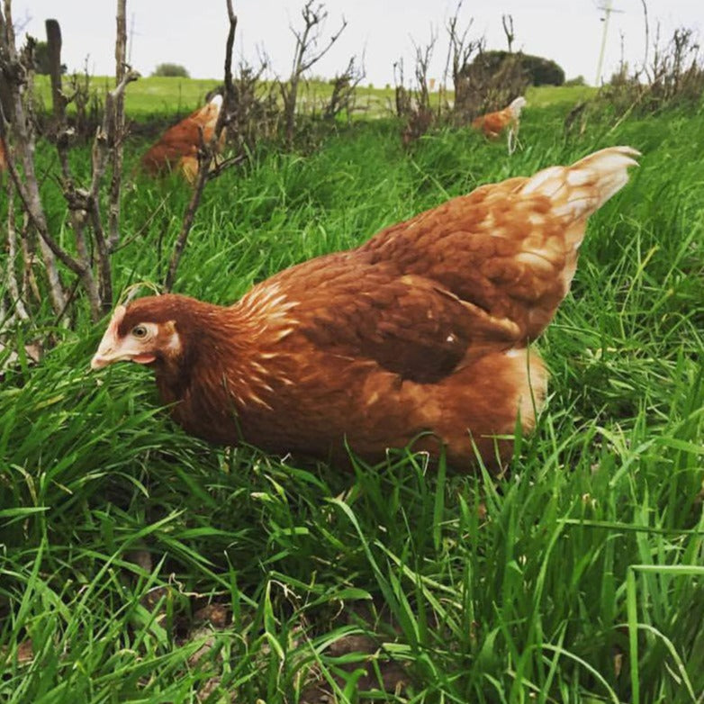 'Perfectly Imperfect' Chooks at the Rooke Whole Chicken